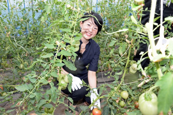 加藤さんご夫妻が丹精込めてつくるトマト・麗夏（れいか）の収穫を体験する平山議員